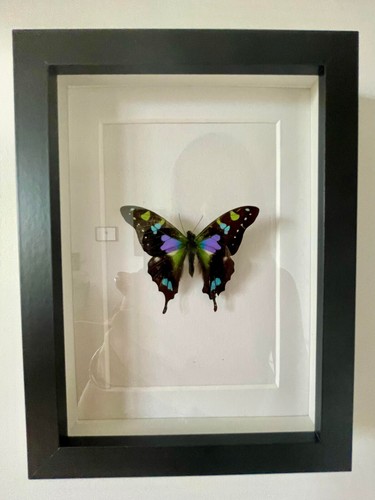 Cadre papillon 13x18 - papillon,