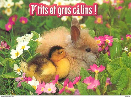 Carte postale animaux - carte,