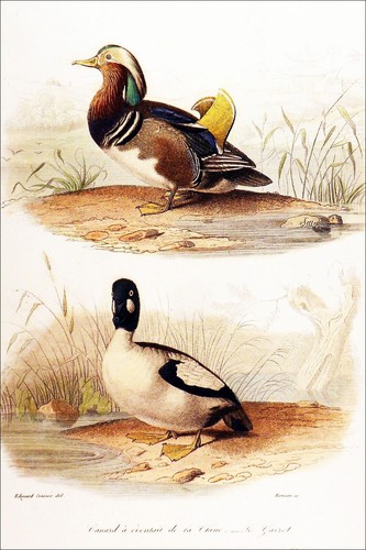 Ornithologie canard mandarin - -,