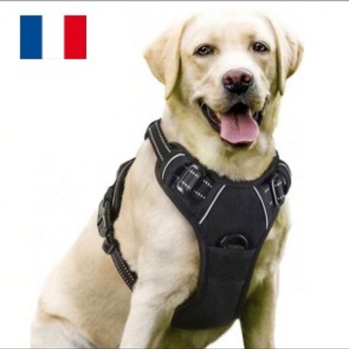 Harnais chien taille noir - chien,