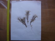 Annees 50 PLANCHE d'HERBIER du Gard Herbarium Planche Naturelle 38