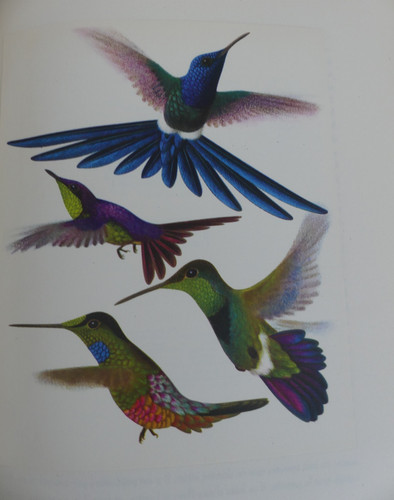 Oiseaux paradis colibris - oiseaux,