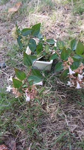 Abelia arbuste - abelia, /