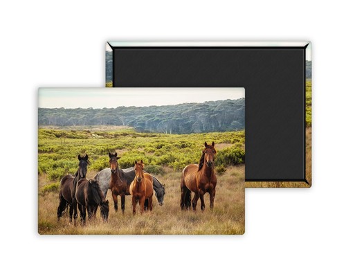 Chevaux sauvages magnet - chevaux, sauvages-magnet