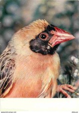 Animals - Birds - Red-billed Worker - Exotic Birds - CPM - New Card