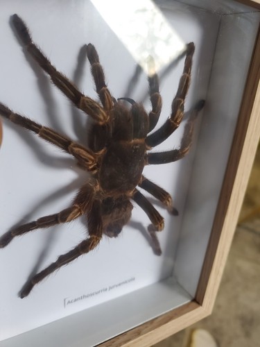 Taxidermie mygale géante - mygale, a