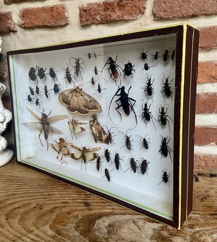 Entomologie collection - entomologie,
