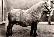 Poney Shetland Horse breed medical advertising original old 1950s photo postcard