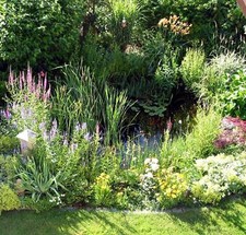 lot demarrage plantes bassin