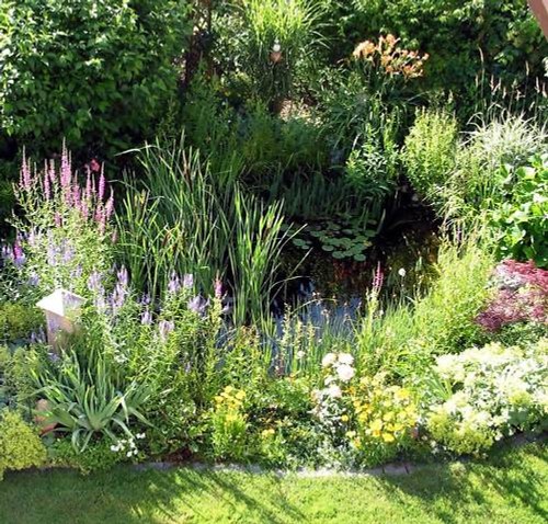 Lot demarrage plantes - plantes, bassin