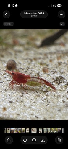Crevettes neocaridina red