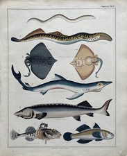 Knurrhahn Raie Neunauge