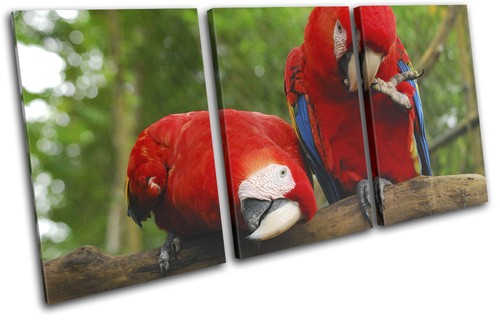 Parrot bird paradise animals - parrot,