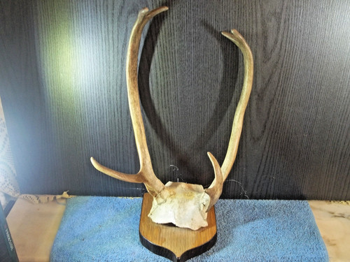 Cornes trophée chevreuil - trophÉe, de