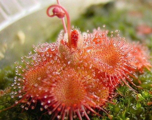 Drosera sessilifolia plante - sessilifolia,