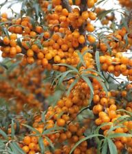 Argousier Moskwiczka 2L -