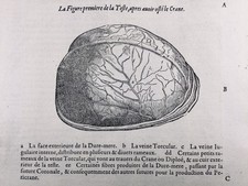 Neurologie Anatomie du Cerveau