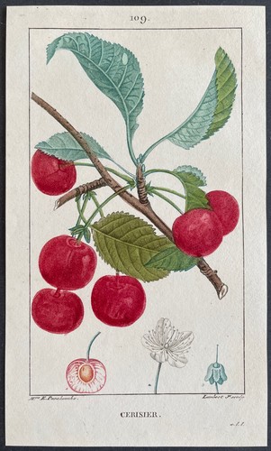 Flore médicale cerisier - médicale,