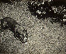 1940s Pet Dog Sunbathing Yard