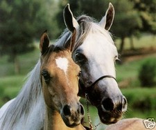 TAPIS DE SOURIS CHEVAL CHEVAUX