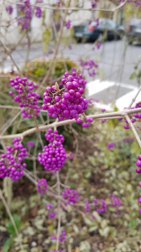 Callicarpa bodinieri