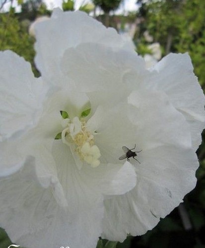 Hibiscus white - ♫,