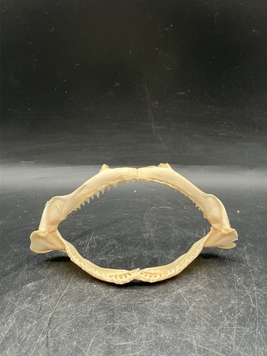 Mâchoire de requin - mÂchoire,