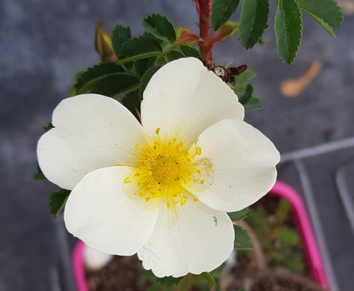 Rosa pimpinellifolia - , /