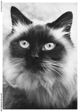 ASHP4-0239-CAT - BURMA'S SACRED CAT