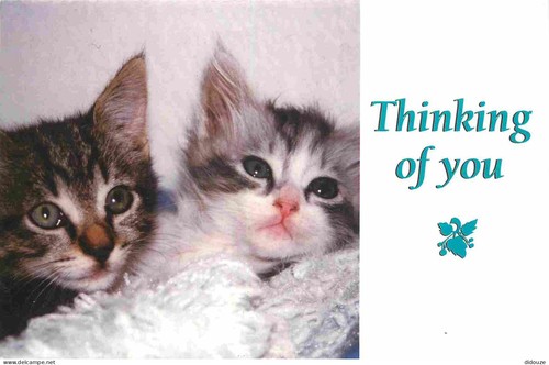 Carte postale animaux - -,