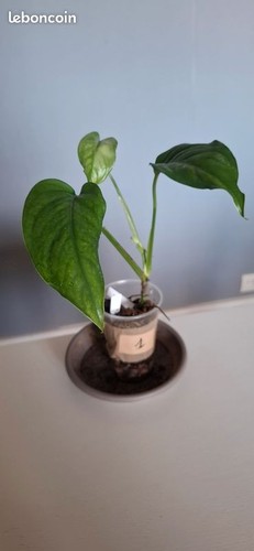 Monstera obliqua filamentous