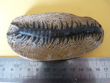 Moulage de scolopendre