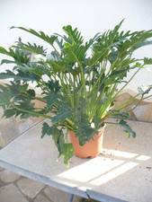 Thaumatophyllum xanadu (Philodendron) Imposante plante d'intérieur 65-75 cm...