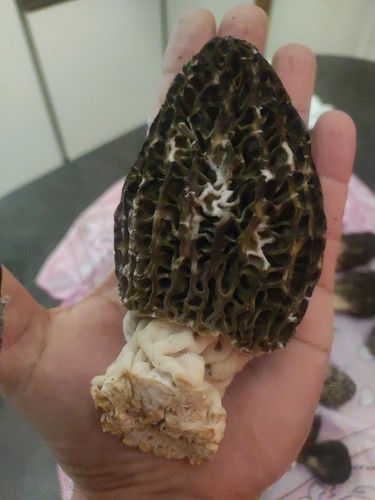 Kilogr morilles noires - morilles,