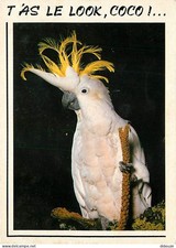 Animals - Birds - Parrot - Yellow Hoofed Cockatoos - CPM - See Scans Recto-