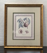 Langlois Botanical Engraving Poiteau Giraud Traites des Arbres Fruitiers 14x12”