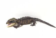 Bandai Japan Exclusive Gashapon White-eyed Crocodile Skink Gecko Lizard Figure B