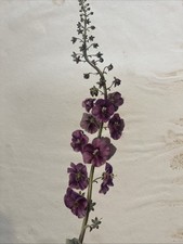 Dessin & Peinture Fleurs