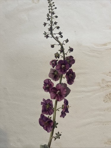 Dessin peinture fleurs - dessin, &