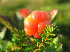 Cloudberry - Cloudberry - Rubus chamaemorus 10+ Seeds - Graines G 004