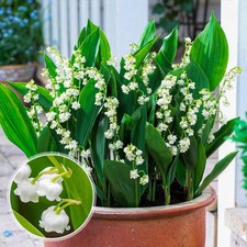 Racine de muguet (Convallaria