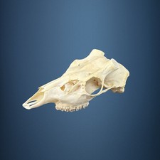 590KU Crane de cerf, bois de