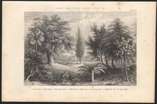 1866 Gravure originale Chêne-liège jacquier arbres fruitiers Botanique