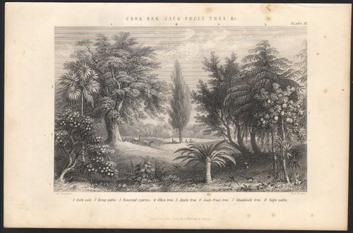 1866 gravure originale - gravure,