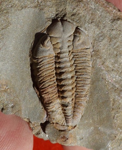 Trilobite ordovicien maroc - trilobite,