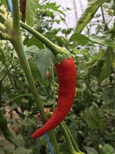 Graines piments de - graines,
