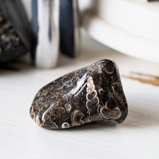 AGATE FOSSILE OU TURITELLE