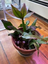 6” Rhipsalis Pachyptera - Exact Plant