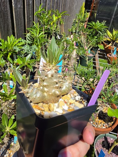 Pachypodium densiflorum live - pachypodium,