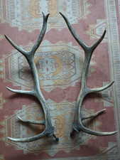 BELLE PAIRE BOIS CERF 10 CORS